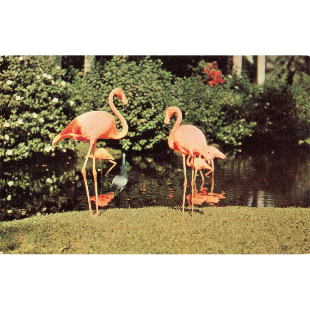 Vintage Florida Flamingos on Lawn Postcard Robert R Leahey Mirro-Krome HSC-F33